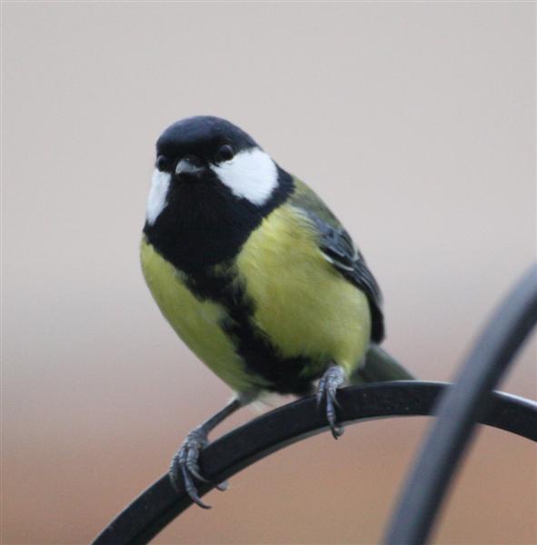 Mésange charbonnière