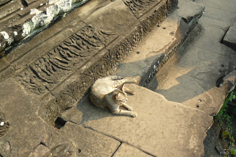 arencontreangkor.JPG