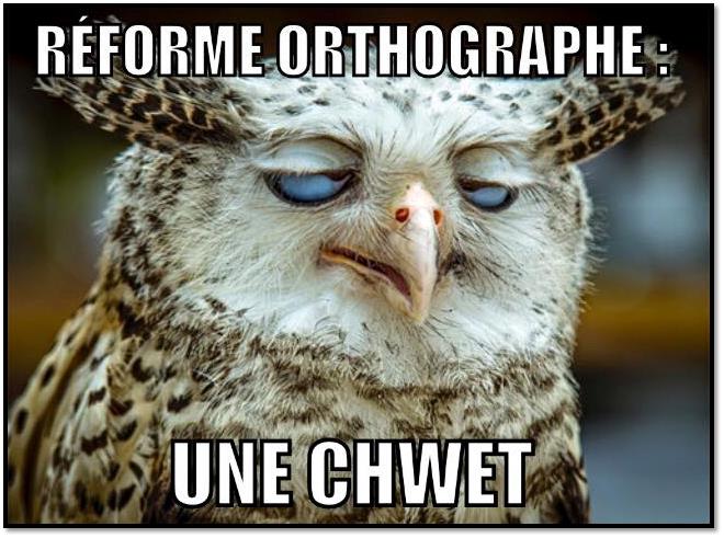 Chouette.jpg