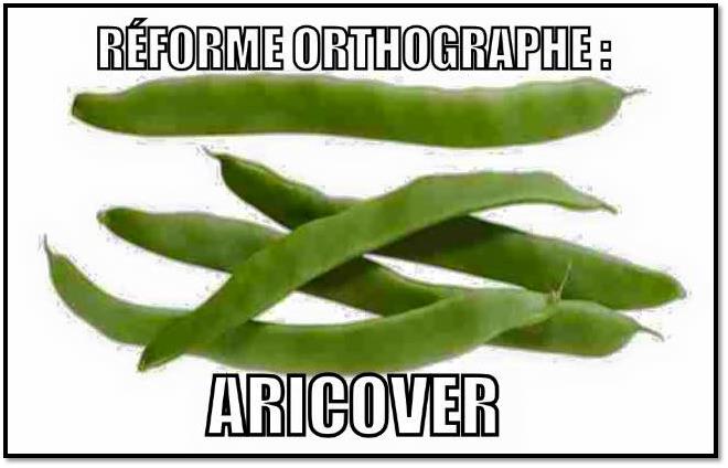 Haricot.jpg