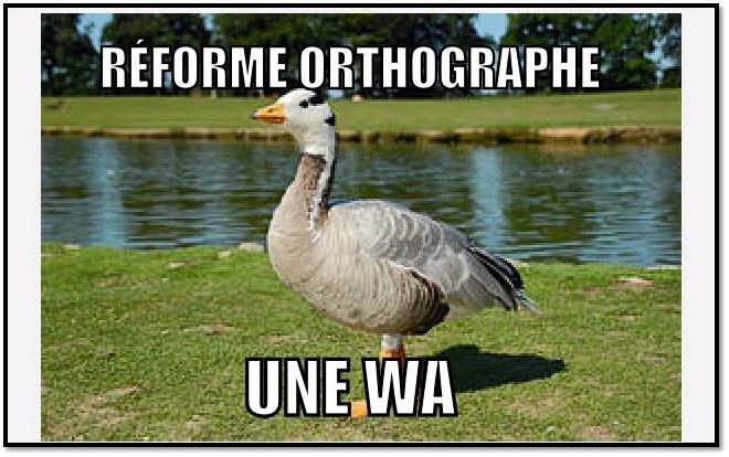 Oie.jpg
