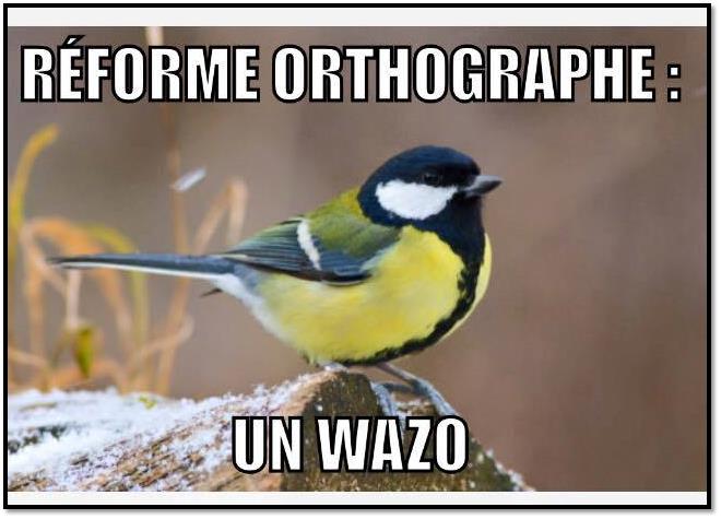 Oiseau.jpg