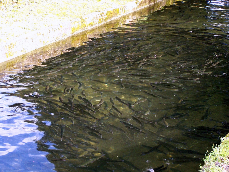 100_226.JPG