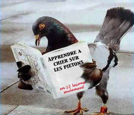 pigeon-700938.jpg