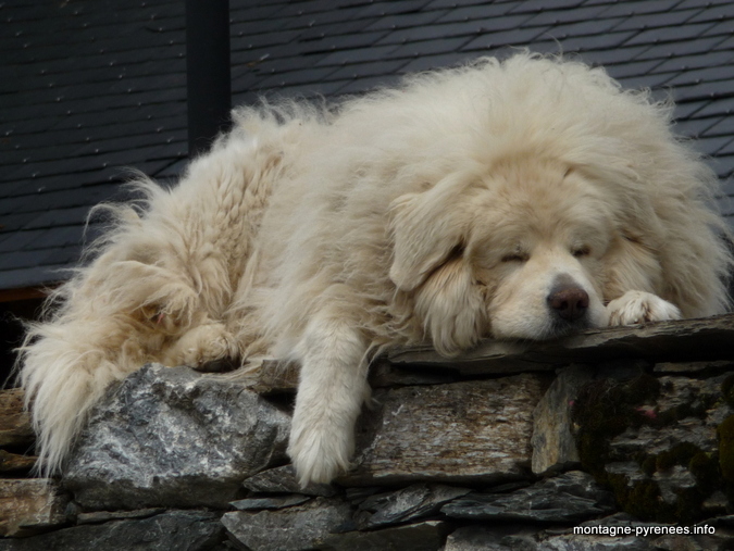 patou-des-pyrenees-soulan.jpg