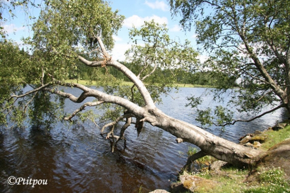 Arbre couché.jpg