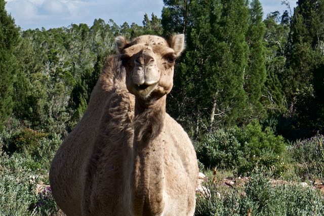 426    madame dromadaire.jpg