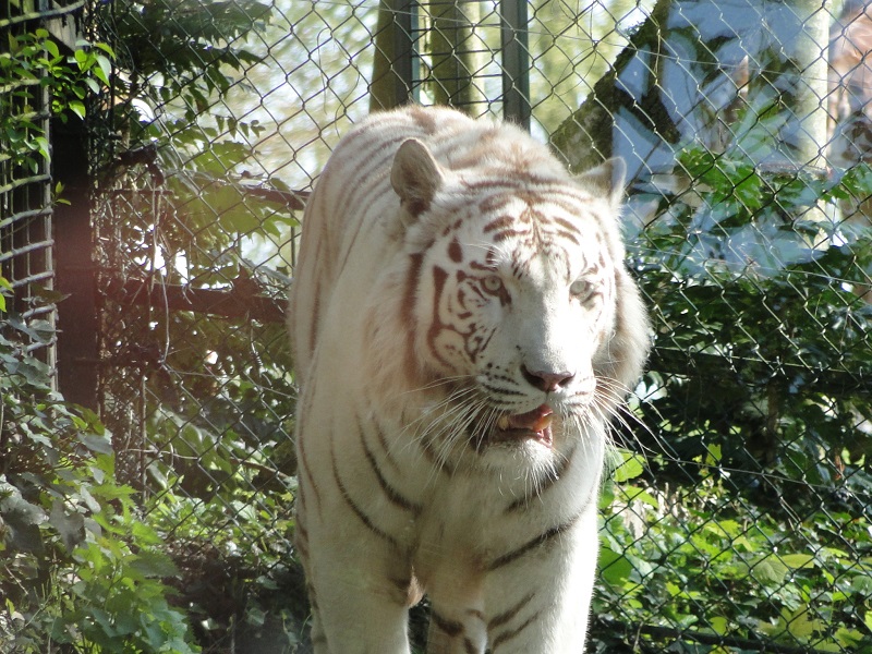 Zoo de beauval