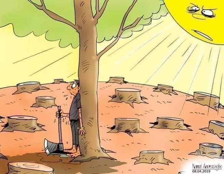 arbre1.jpg