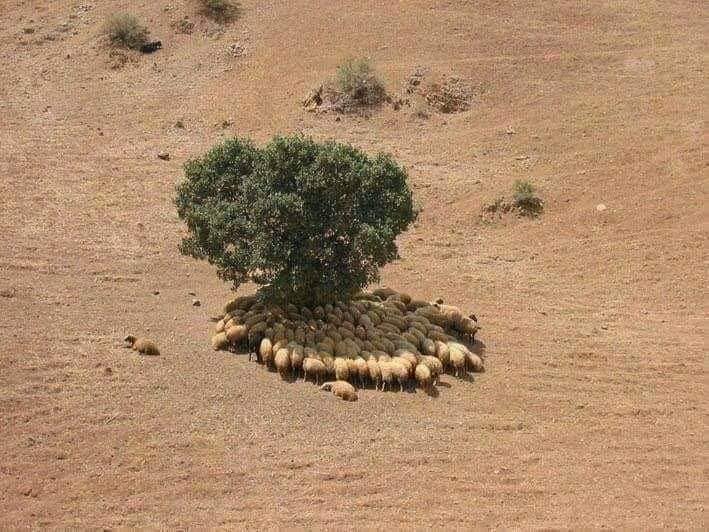 arbre11.jpg