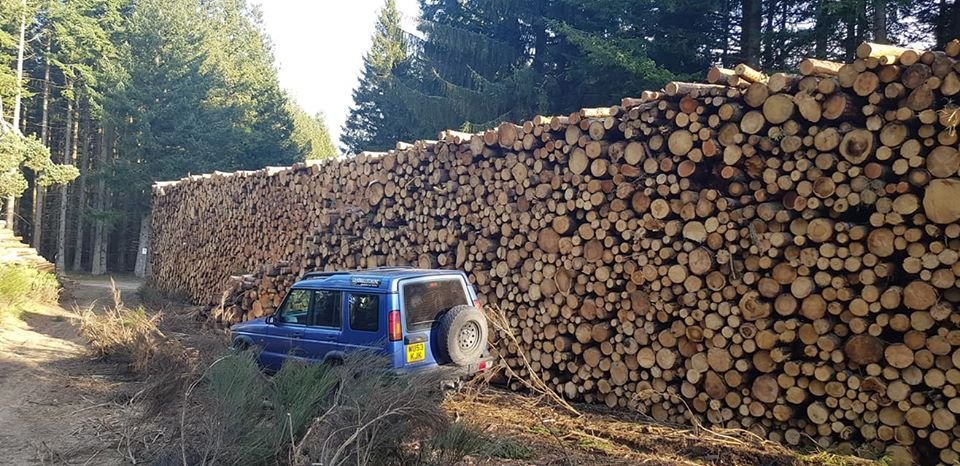 Tas de bois.jpg
