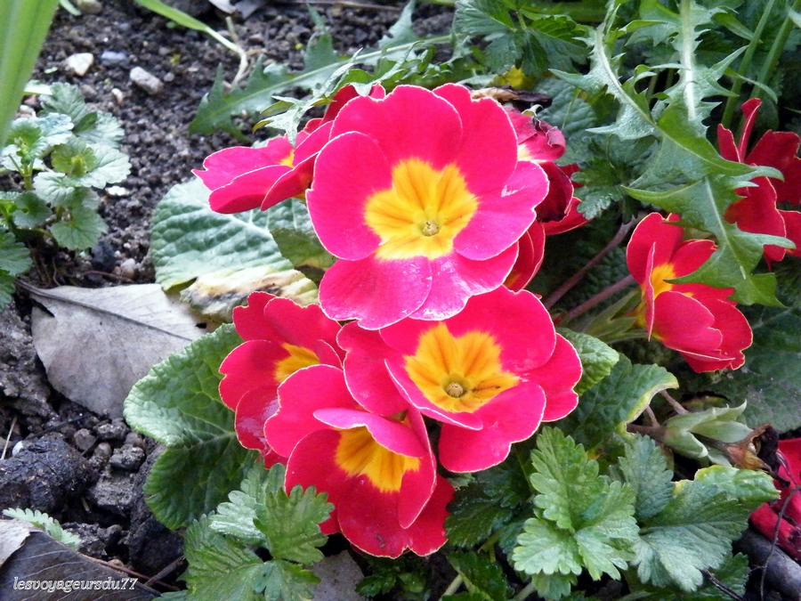 dans le jardin
