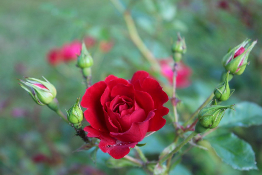 jardin à binbin 100 (Copier).JPG