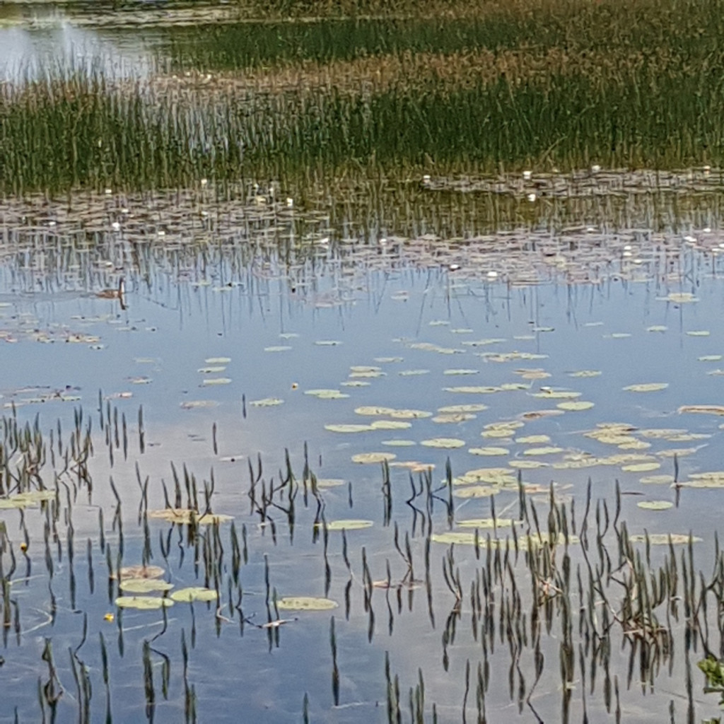C’est presque un Monet