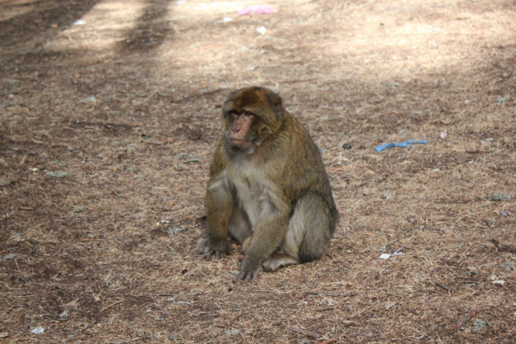 012 -  Azrou - Foret de cedres.JPG