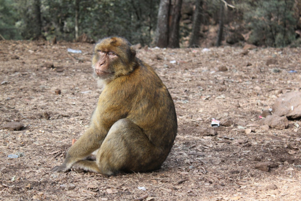 016 -  Azrou - Foret de cedres.JPG