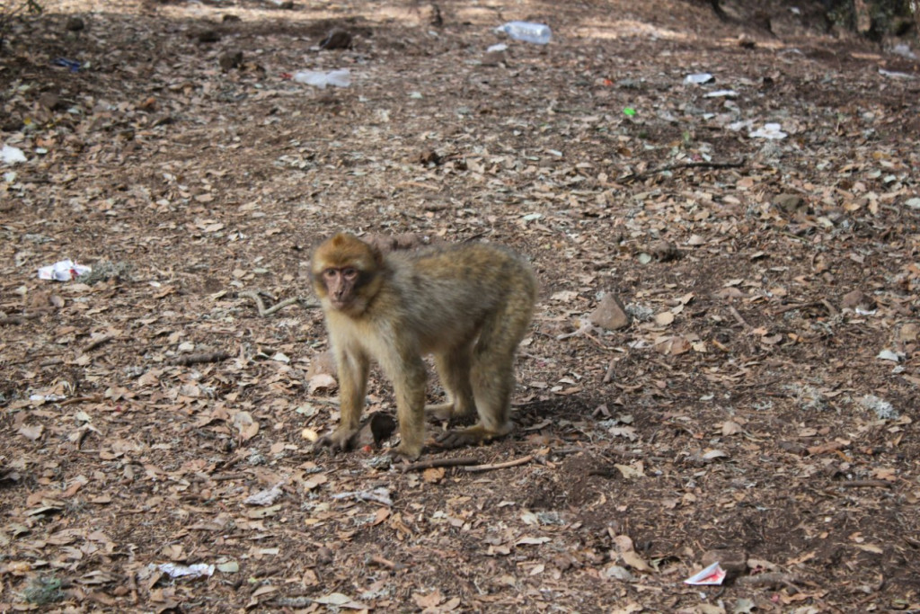 019 -  Azrou - Foret de cedres.JPG