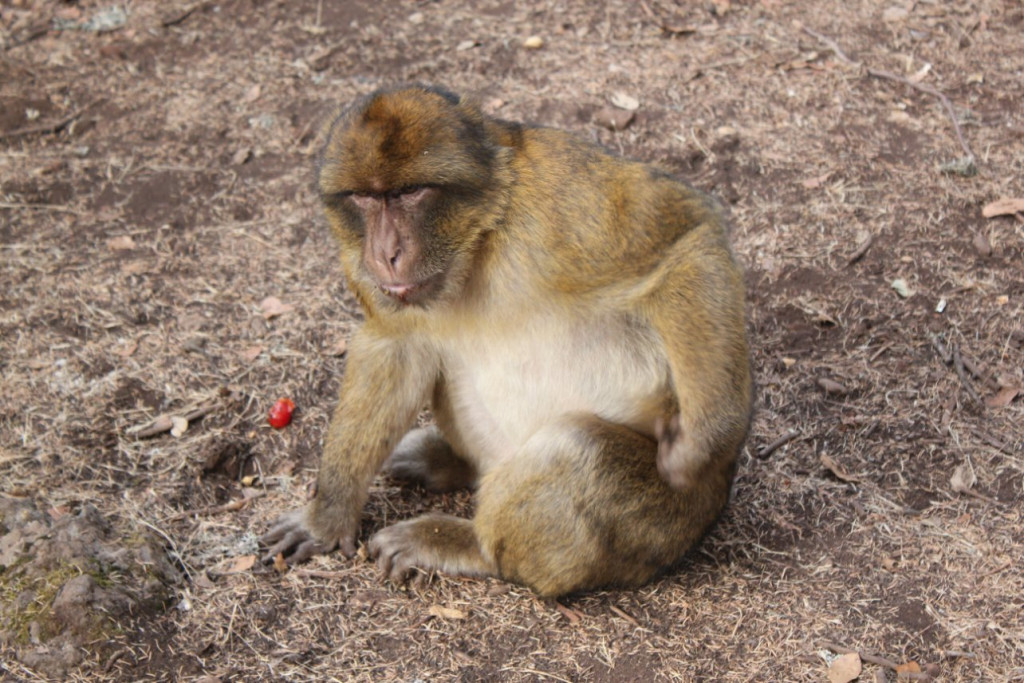 020 -  Azrou - Foret de cedres.JPG