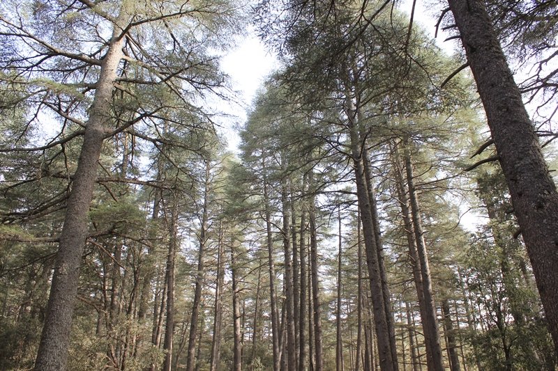021 -  Azrou - Foret de cedres.JPG