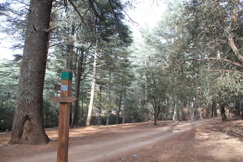 022 -  Azrou - Foret de cedres.JPG