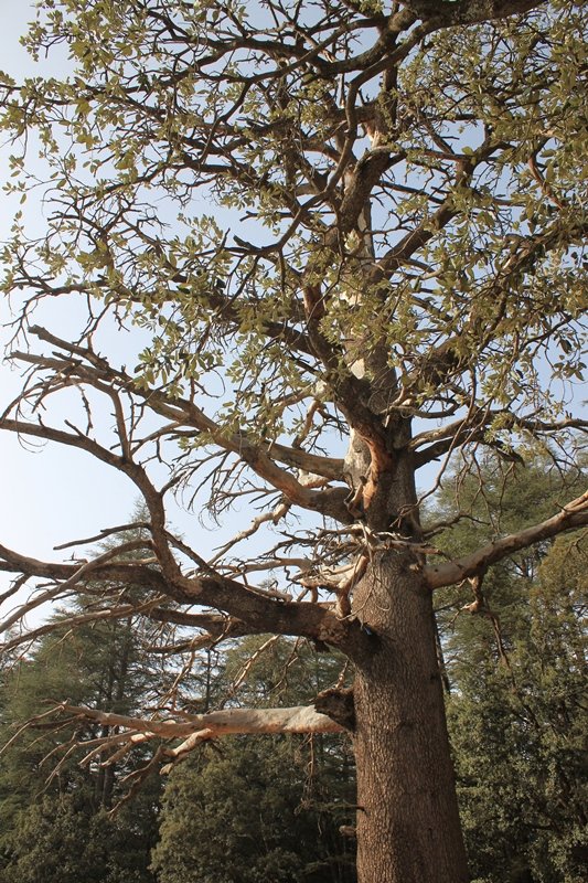 08 -  Azrou - Foret de cedres.JPG