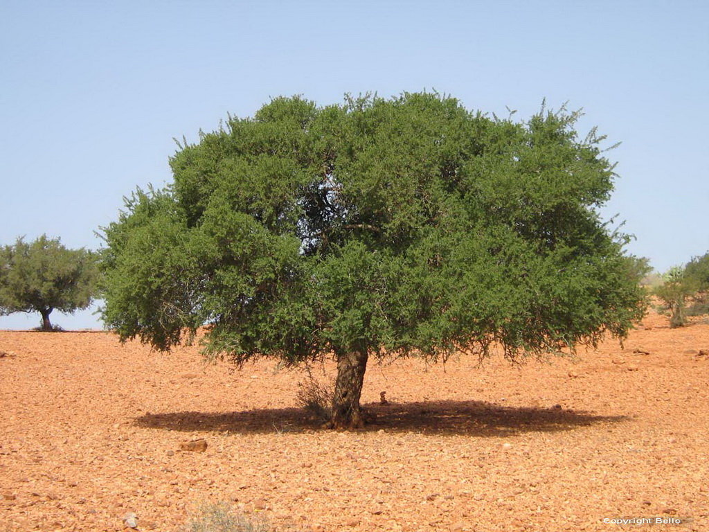 Arganier