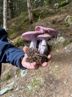 image6(1).jpeg