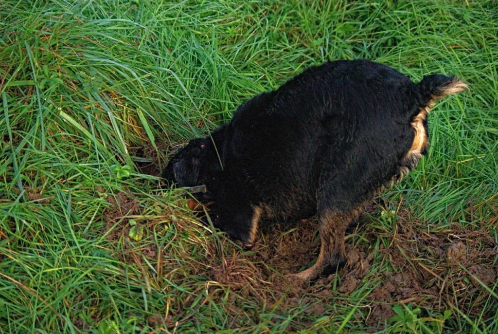 Obélix, croisé Deutsche Jagd Terrier. Oui, terrier !