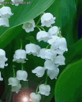 Muguet.jpg