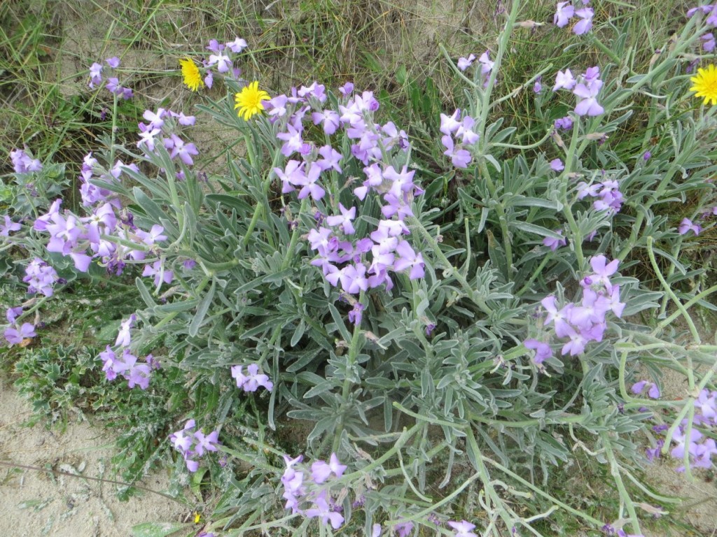 Fleurs des dunes Meneham