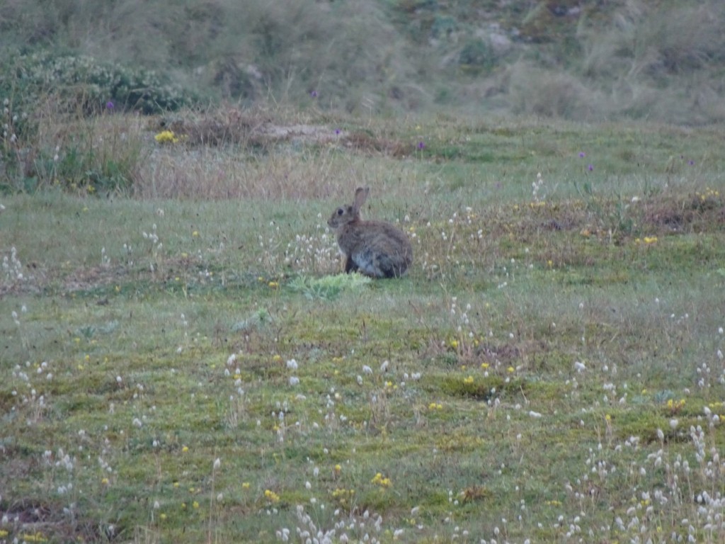 DSC05351.JPG