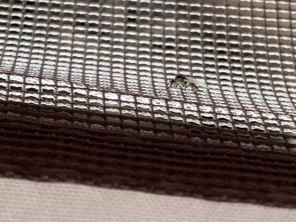 IMG_7918.jpeg (395.29 Kio) Vu 8354 fois un jeune moustique tout aussi redoutable