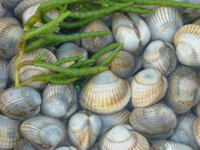 P1030648bis.jpg