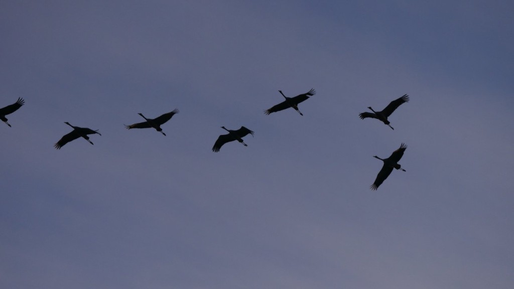 Magnifique vol de grues