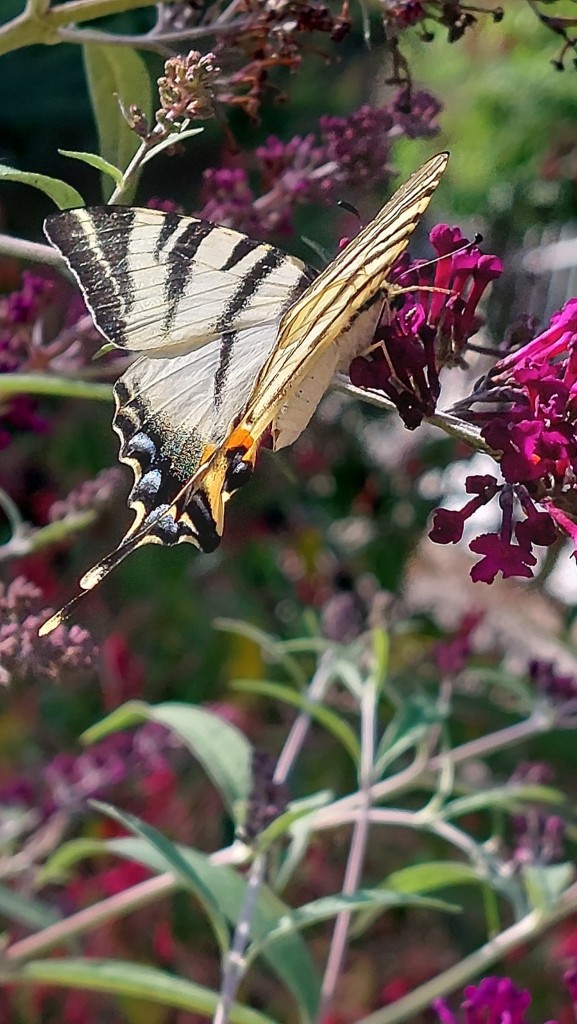 Machaon