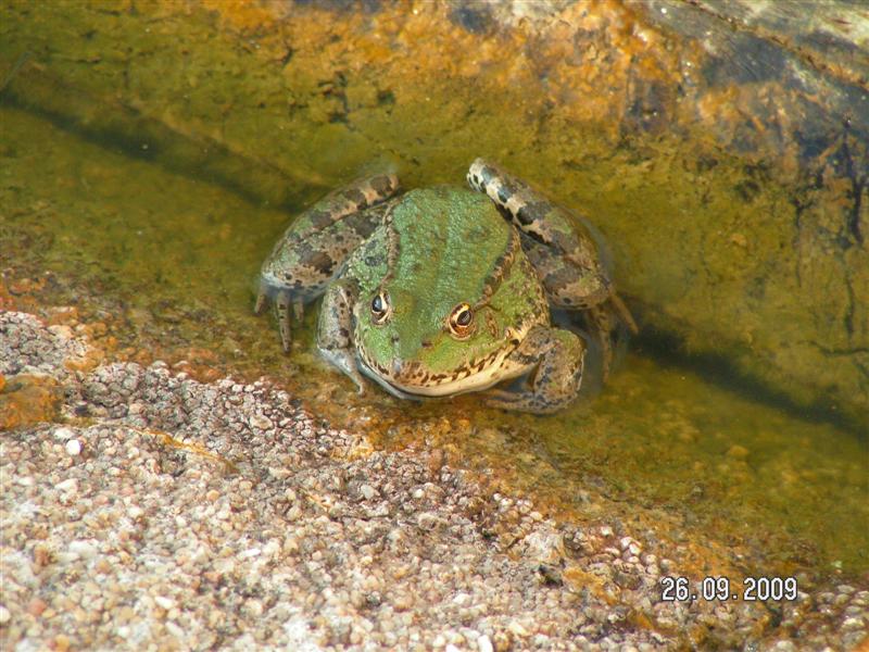 PICT0023a (Medium).JPG