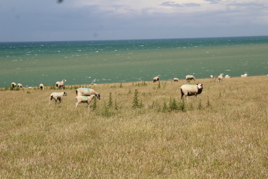 IMG_7669.JPG (7.12 Mio) Vu 3114 fois Un champ de côtes, normal nous sommes sur la Côte d'Opale.