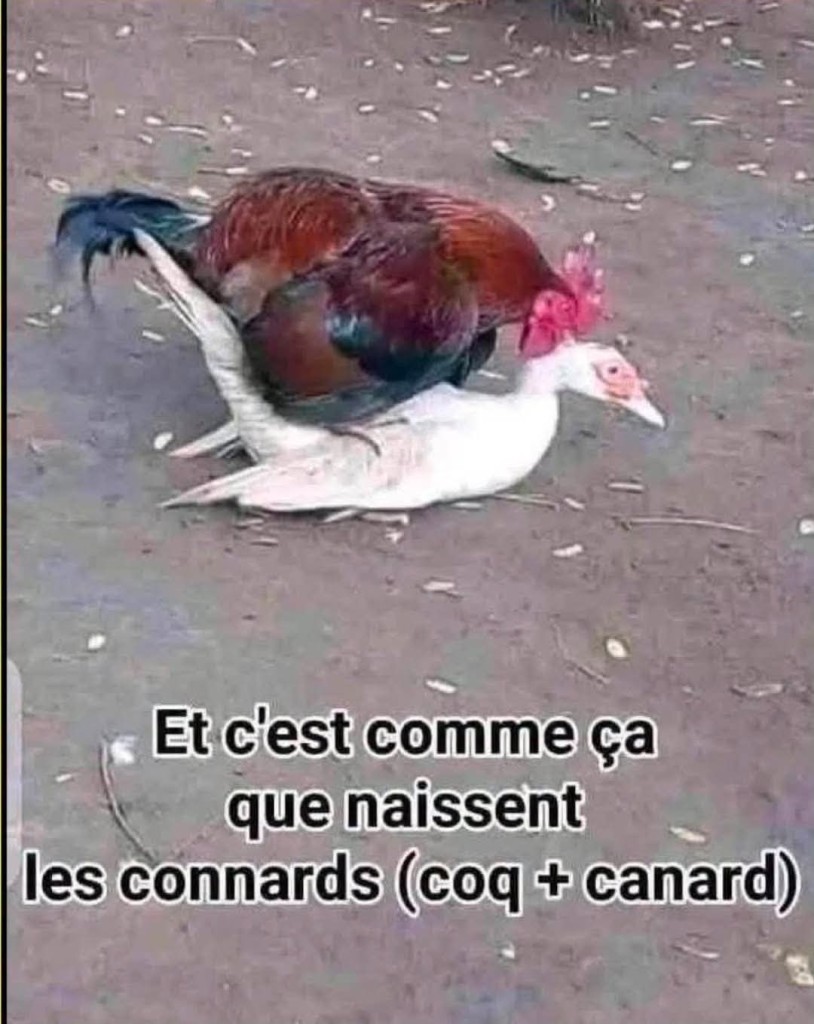 Messenger_creation_555D4B4D-054A-4A75-B9F0-9D352B083B52.jpeg