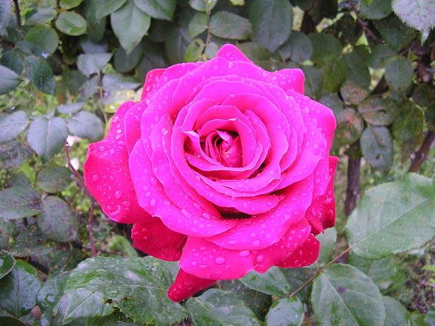 rose mouillée.jpg