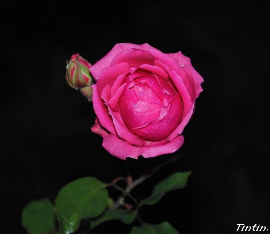 rose [1024x768].jpg