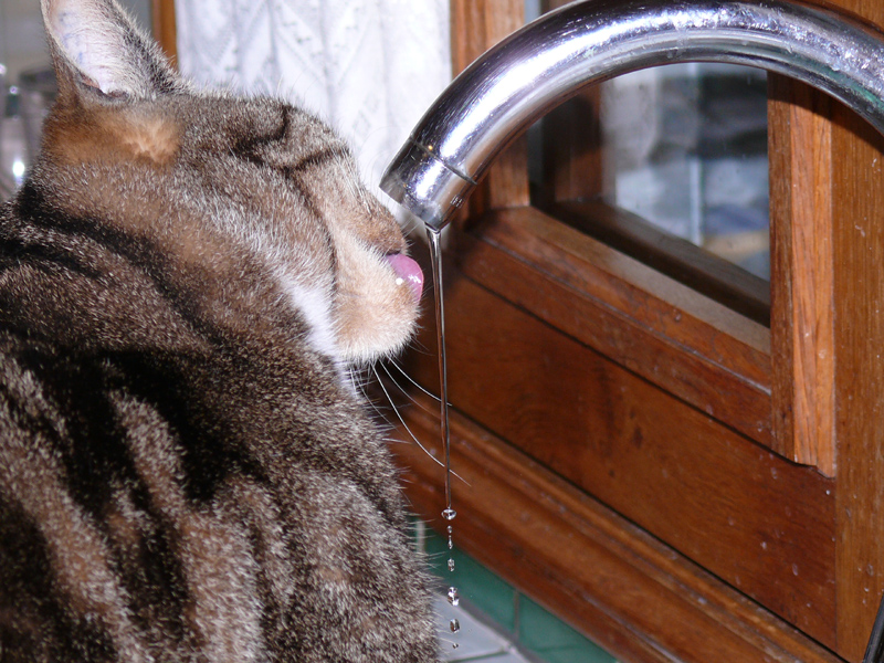 Chat-Buvette.jpg