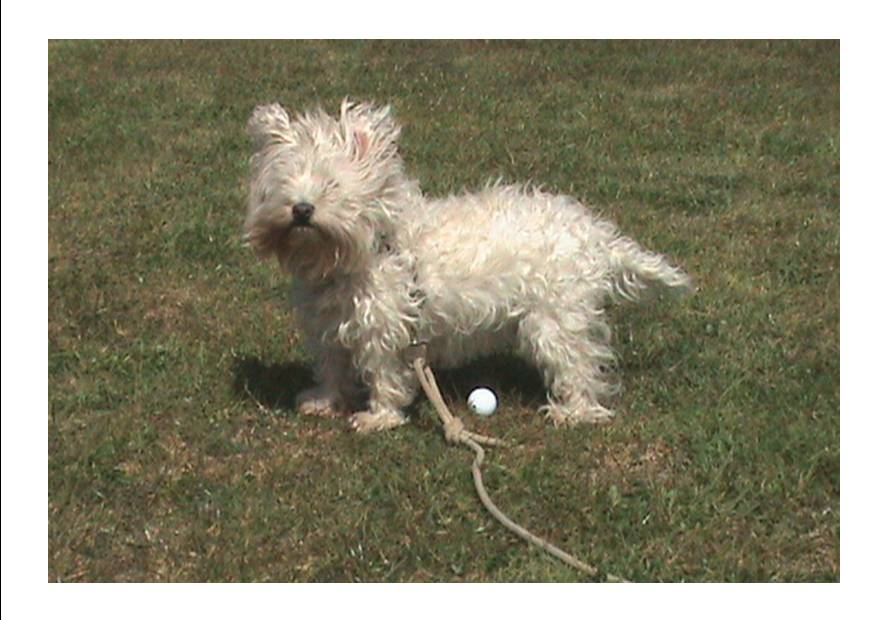 Chien golfeur ; look poil au vent !