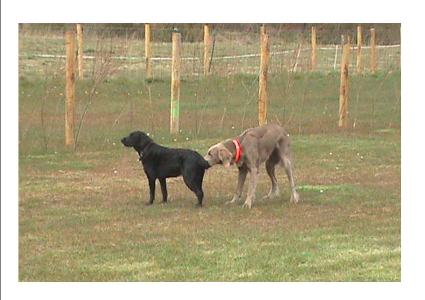 Rencontre franco-allemande canine<br /> Guten Tag , wie geht's ?  ...........?????