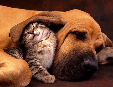 Chat_oreille_chien.jpg