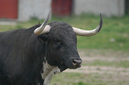 Origen_Toro_008[1].jpg
