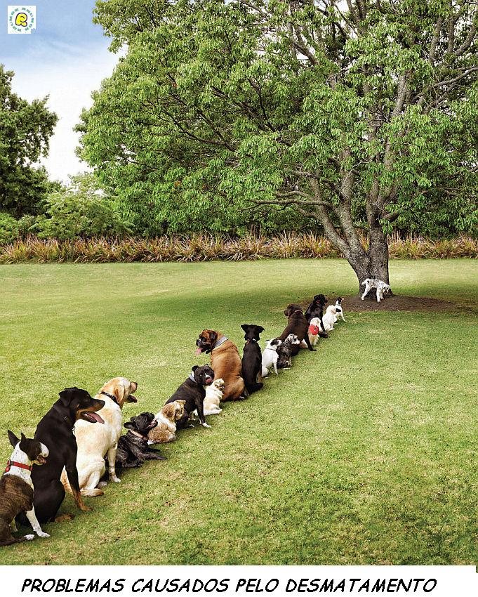 déforestation canine.jpg