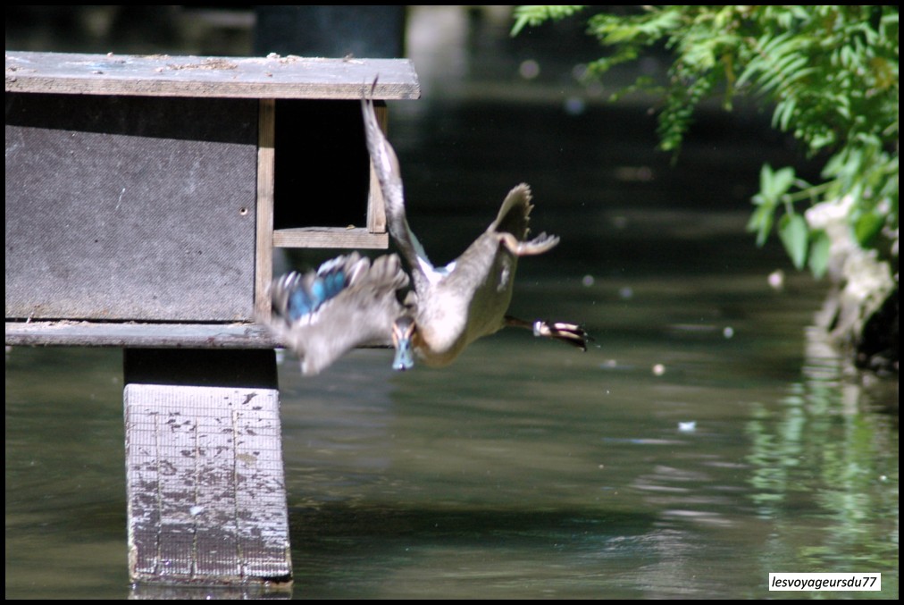canard.JPG