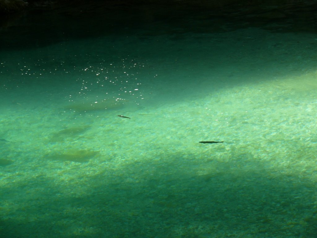 Gorges de Vintgar_05.JPG