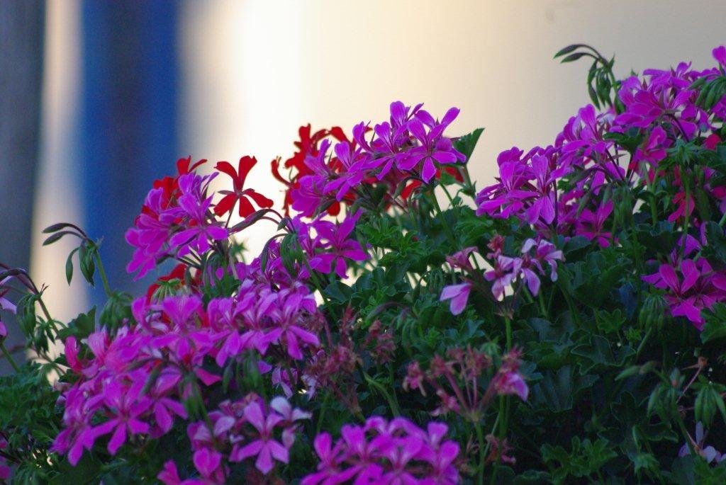 Simplement pour le plaisir !