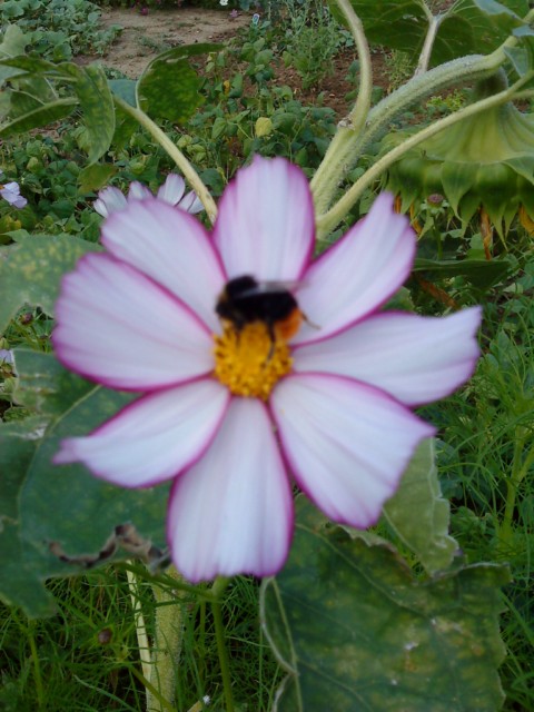 DSC00478.JPG